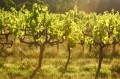 Weingut Allesverloren in Südafrika